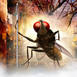 difference between bird fly major