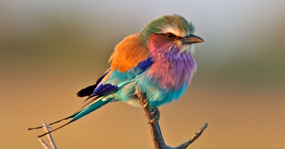 鳥 の 色