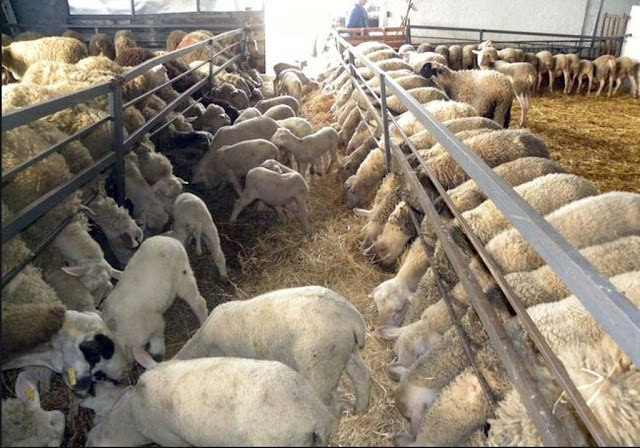 Αποτέλεσμα εικόνας για ΕΛΓΑ: Σήμερα οι αποζημιώσεις σε 1.081 δικαιούχους κτηνοτρόφους