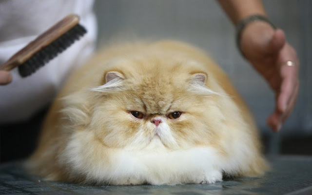 Resultado de imagem para gatos persa