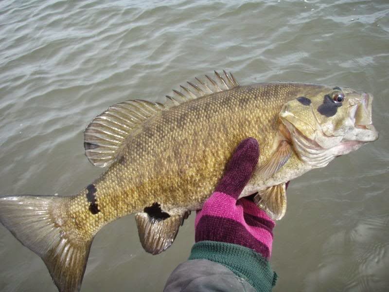 Virginia Tech Ichthyology Class Mystery of the Black Blotched Bass