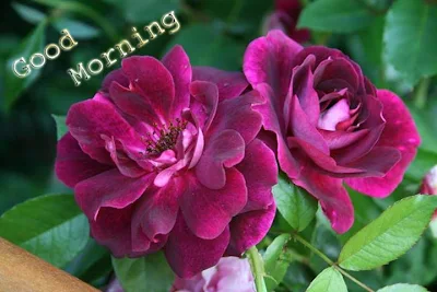 good morning with blooming flowers