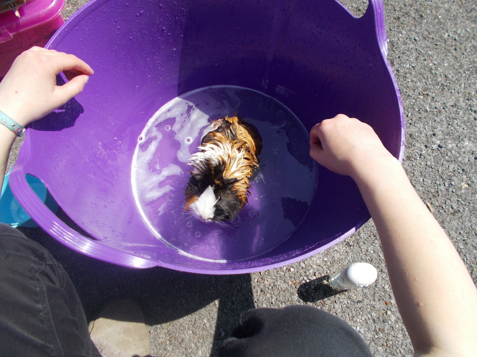 How to bath a guinea pig