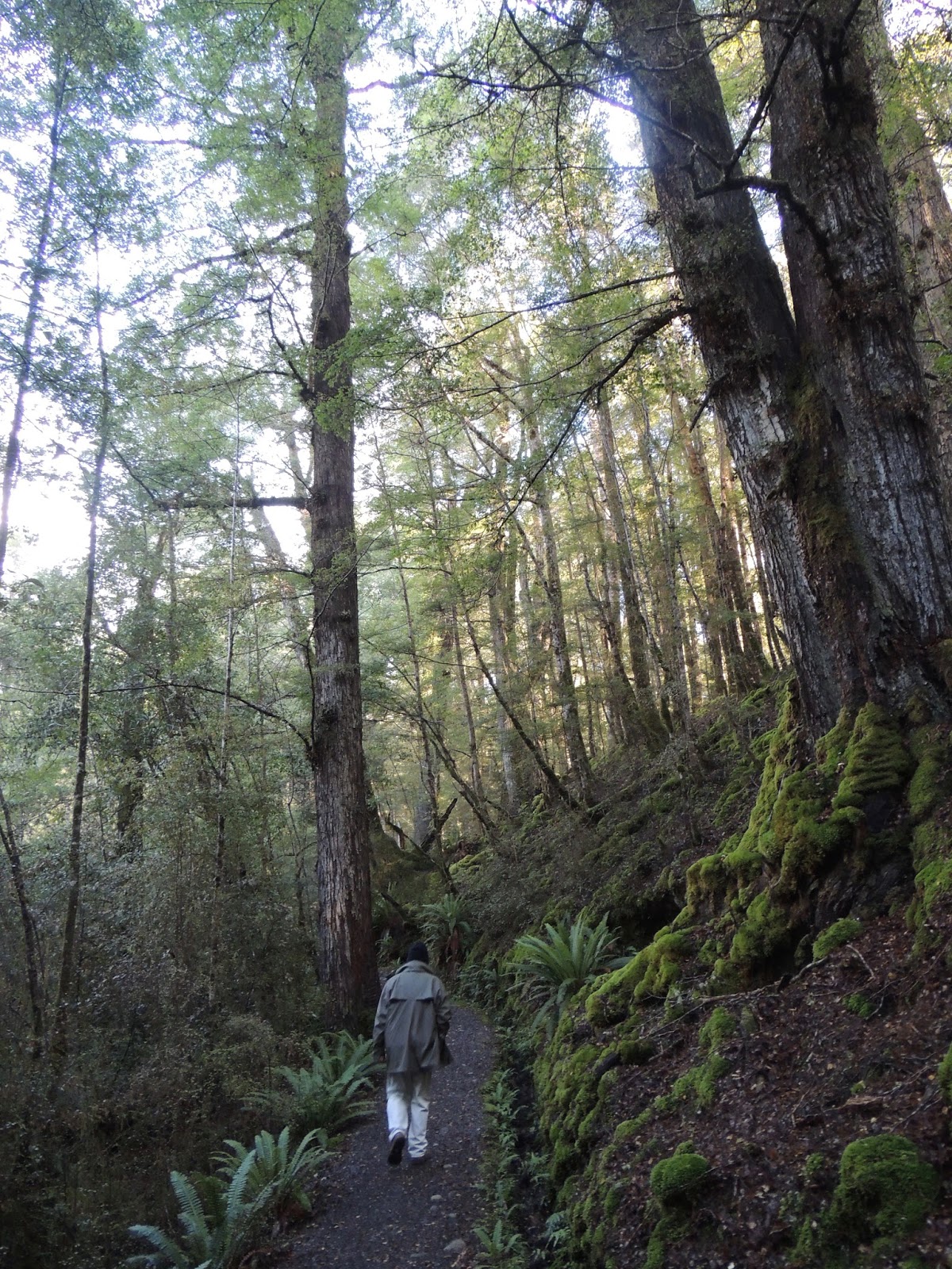 THE ROAD TAKEN Extreme Forest Bathing TenMile Walk in Fiordland