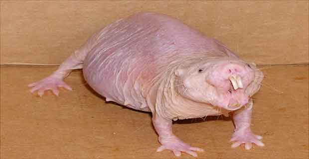 Naked Mole Rat Unik Aneh