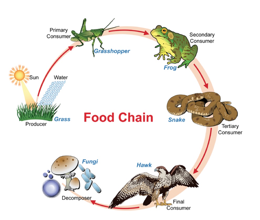 OUR CLASSROOMTZ FOOD CHAIN AND FOOD WEB