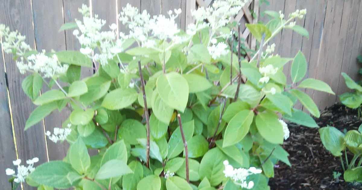 Pinky Winky Hydrangea Tree Blooming 2013 And Not So Pink