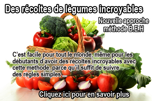 Le Groseillier Et Sa Taille Au Jardin Potager Bio Le Jardin Potager Bio