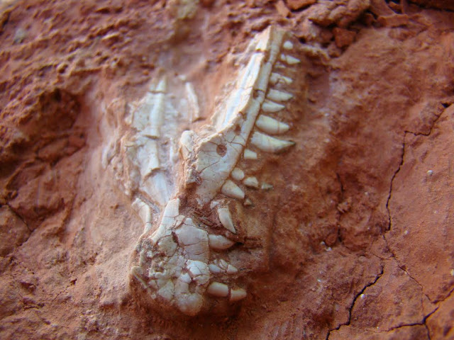 Dinosaurs' rise was 'more gradual,' new fossil evidence suggests Dinosaurs' rise was 'more gradual,' new fossil evidence suggests