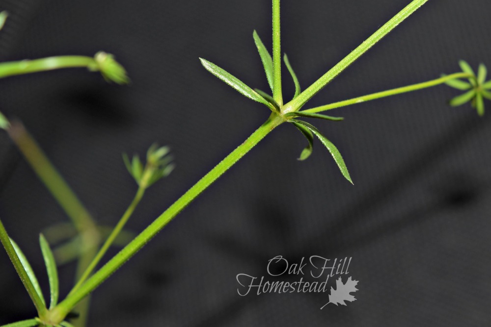 Cleavers, An Herbal Remedy for You and Your Cat Oak Hill Homestead