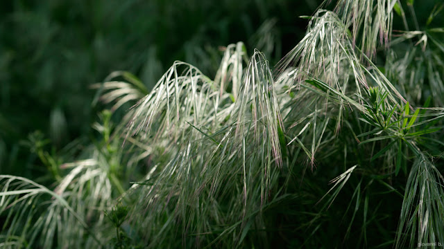 Fili di erba al vento. Foto con Panasonic Leica Nocticron 42.5mm f/1.2