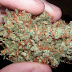 Federal Study Finds Marijuana 100X Less Toxic Than Alcohol, Safer Than Tobacco