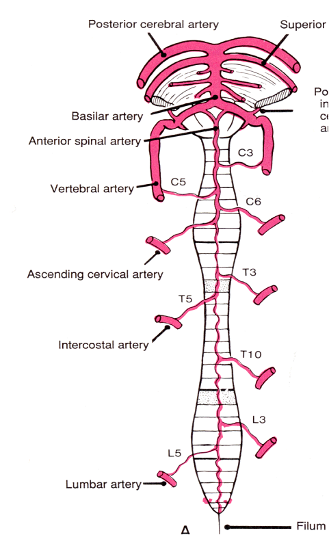Healthy Ranula: Central Nervous System(CNS) -Blood Supply