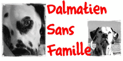 Je soutiens Dalmatien Sans Famille!