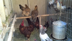 mites chicken pitterle chickens postings