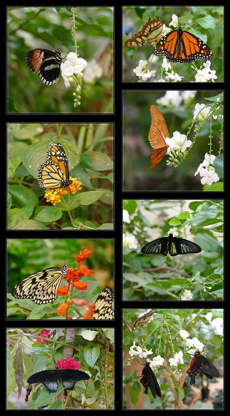 Joseph L. Popp Butterfly Conservatory