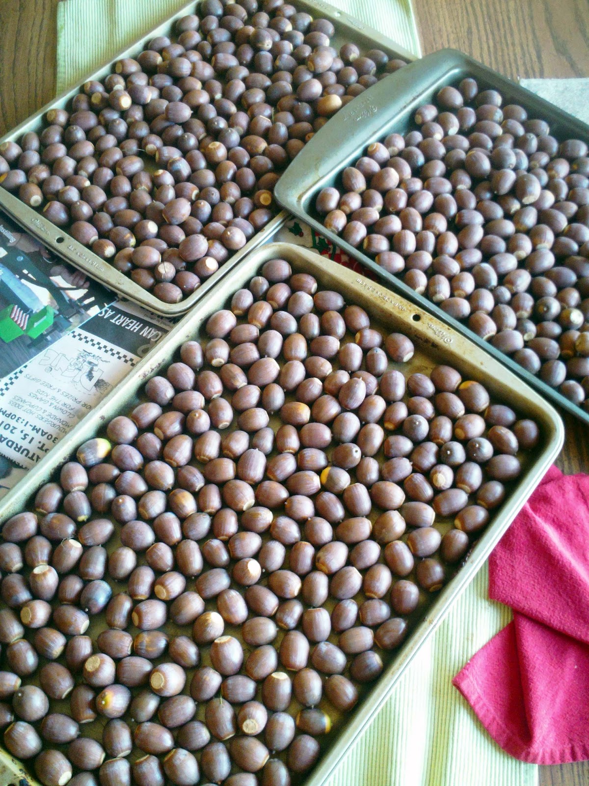 Fitzpatrick Farm: Acorn processing