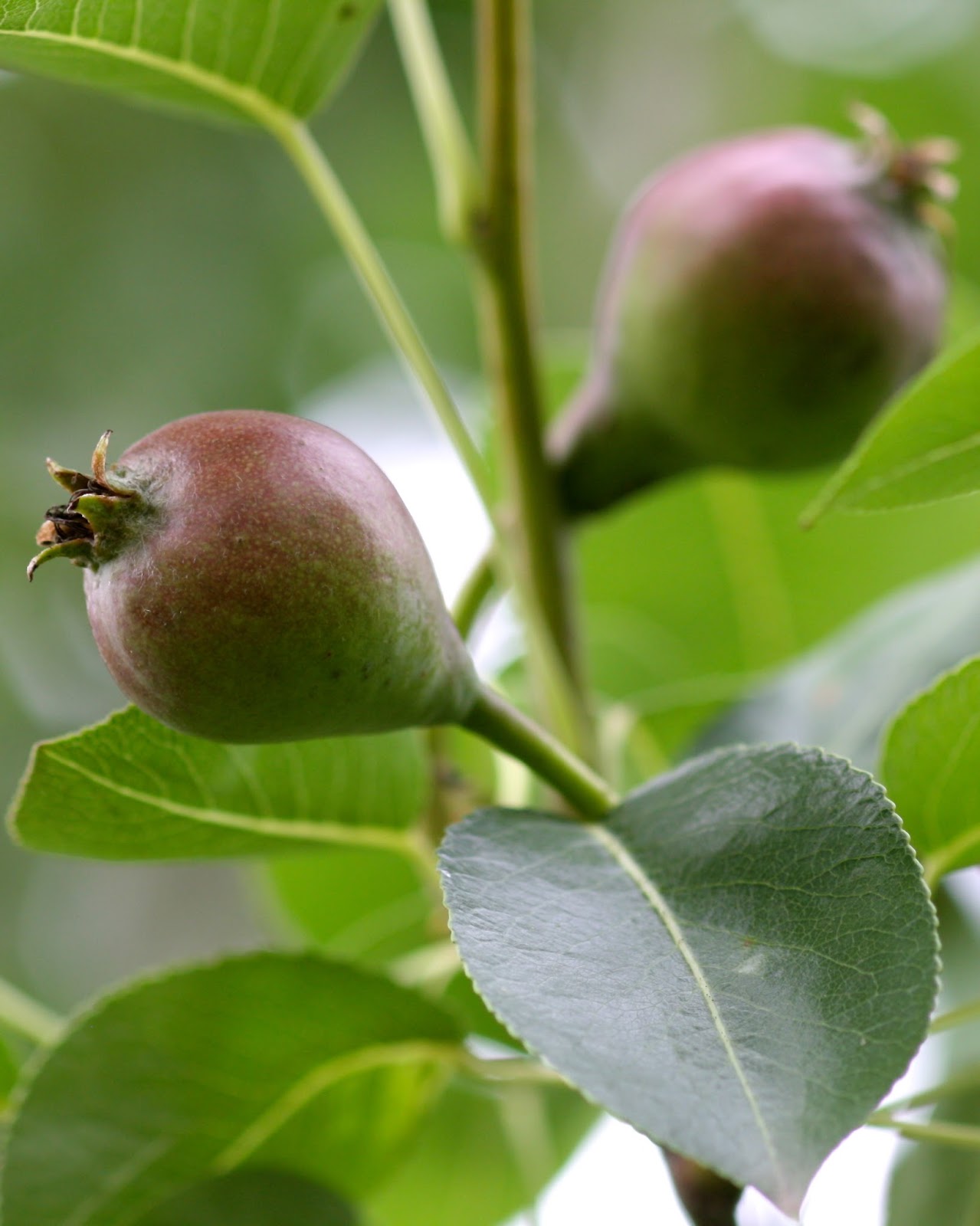 Planting Seeds, Cultivating Art My Pear Tree
