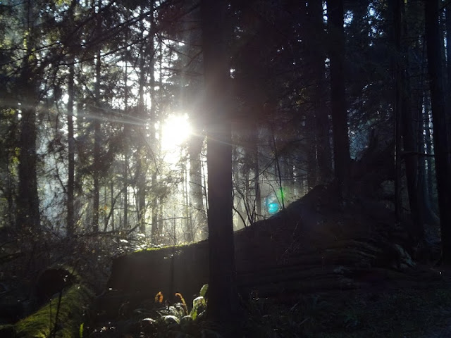 Sun coming through the trees in Stanley Park in Vancouver