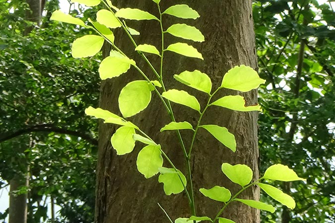 Dlium Indian rosewood (Dalbergia latifolia)
