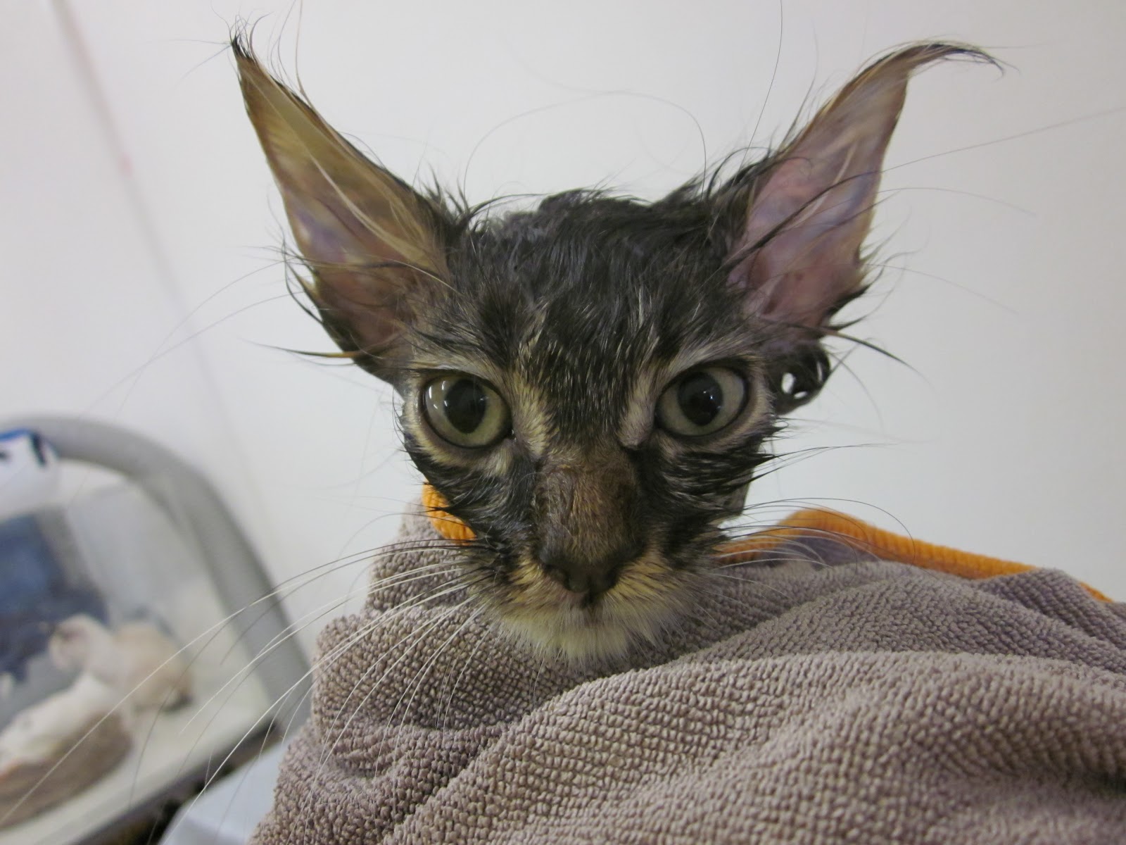 ������� ������ ����� � pic 13