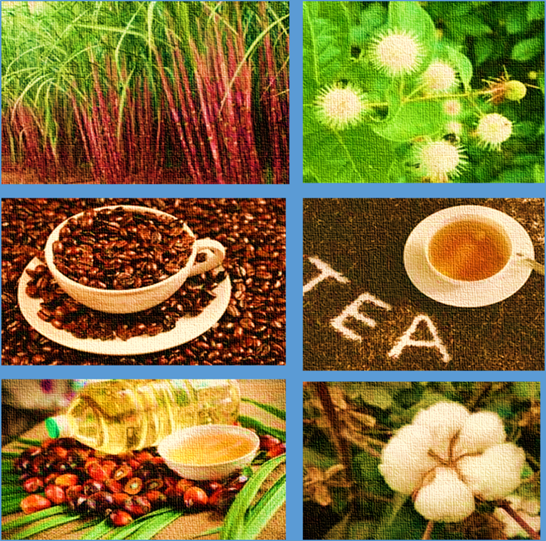 Pendidikan Dan Pembelajaran Pemanfaatan tanaman hasil perkebunan