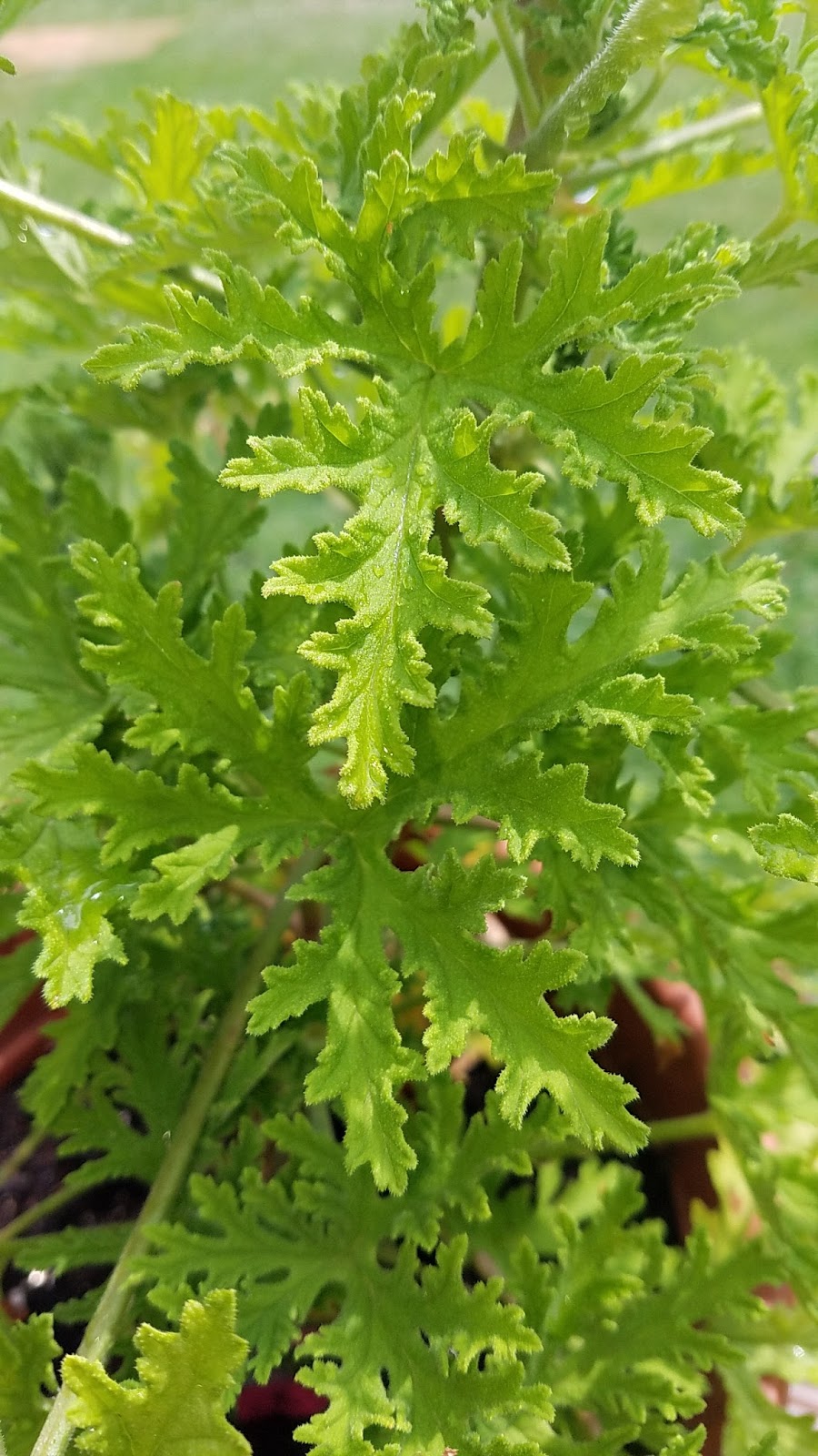 Farming With Cianna Citronella, Citronella, and More