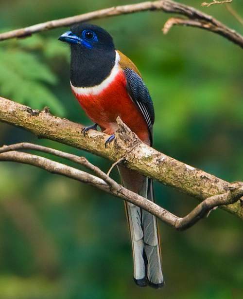 Birds of India | Bird World: Malabar trogon