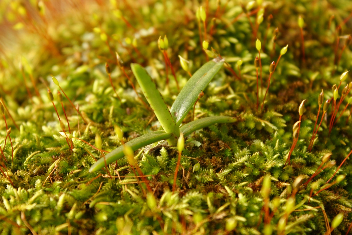 Life at Dharwad Orchids & Sphagnum Moss on mango tree