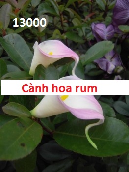 Phụ kiện hoa pha lê tại Mễ Trì Phu kien hoa pha le tai Me Tri