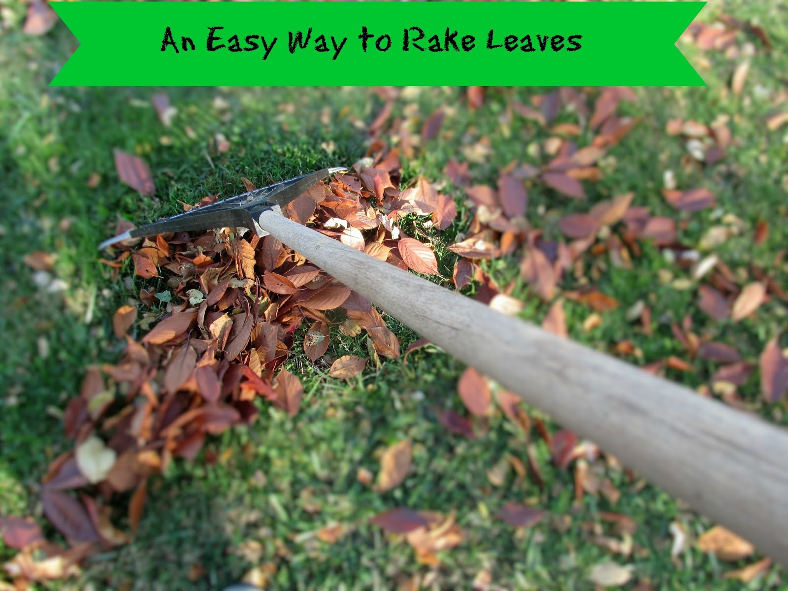 Vickie's Kitchen and Garden In the Garden An Easy Way to Rake Leaves