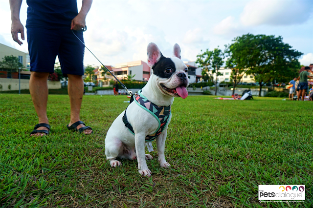 French Bulldog Pet Singapore