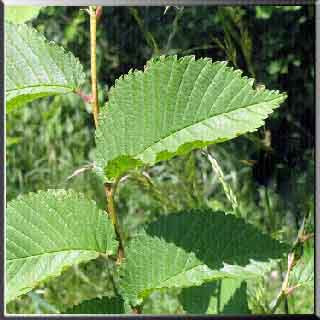Salvia officinalis, birçok hastalık için etkili bir çözümdür Salvia officinalis, birçok hastalık için etkili bir çözümdür