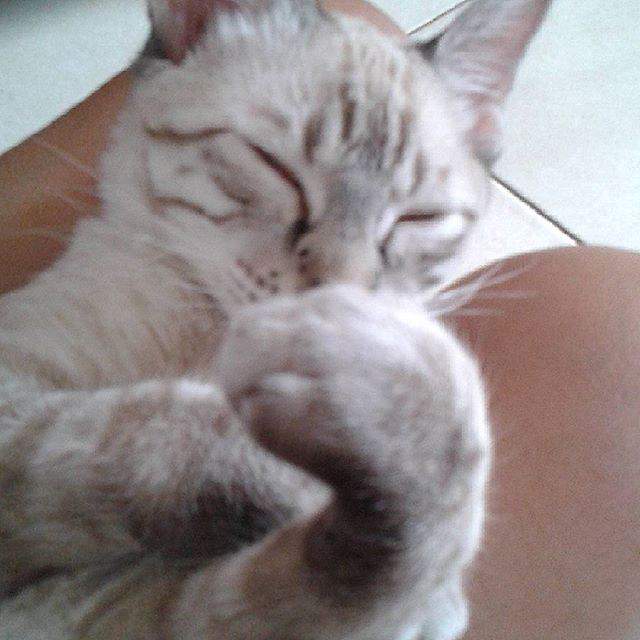 100 Gambar Kucing Imut-Imut Dan Lucu Untuk Wallpaper Hp 100 Gambar Kucing Imut-Imut Dan Lucu Untuk Wallpaper Hp