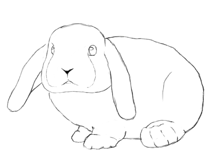 How To Draw A Bunny Step By Step - Draw Central