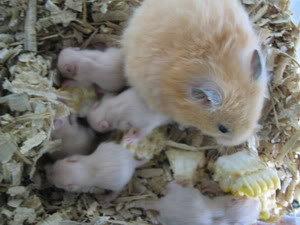 foto hamster lucu - gambar hewan