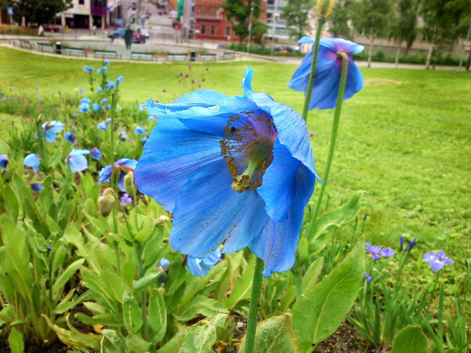 Den vanskelige blåfargen