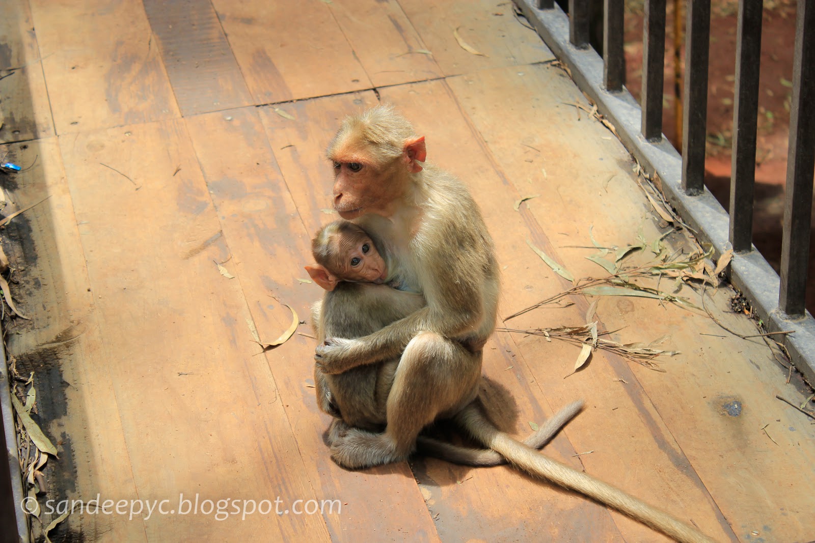 Monkeys at Nandi hills