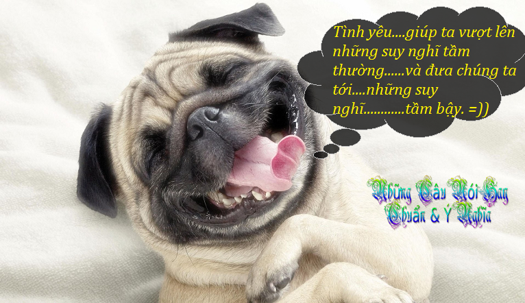 Kết quả hình ảnh cho những câu nói bựa