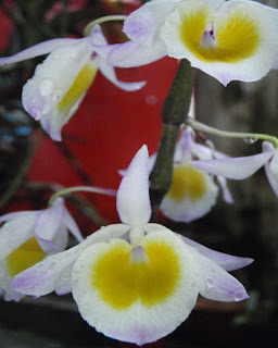 Lan Hoàng Thảo Ý Thảo - Dendrobium Gratiosissimum Rchb.f.