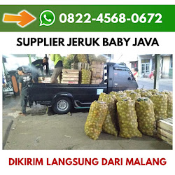 Jeruk Baby Java