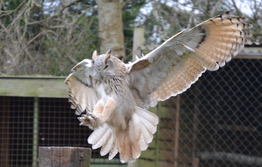 Retro Brit Owls, Vultures and Hawks! (At the New Forest Raptor Centre)