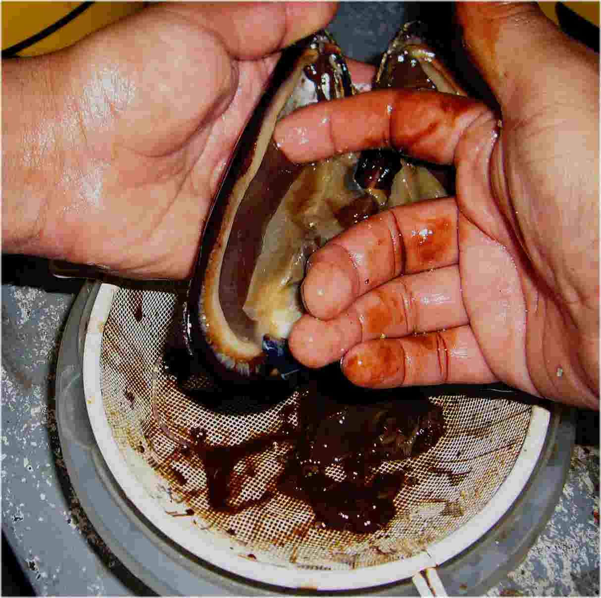 Mussel larvae production for Pacific beakfish larvae (Oplegnathus insignis)