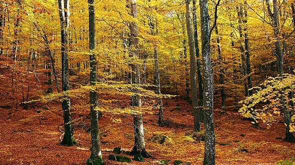 Cladoptosis or self pruning beech trees shed branches when they no longer provide photosynthesis or nutrients to support the limb