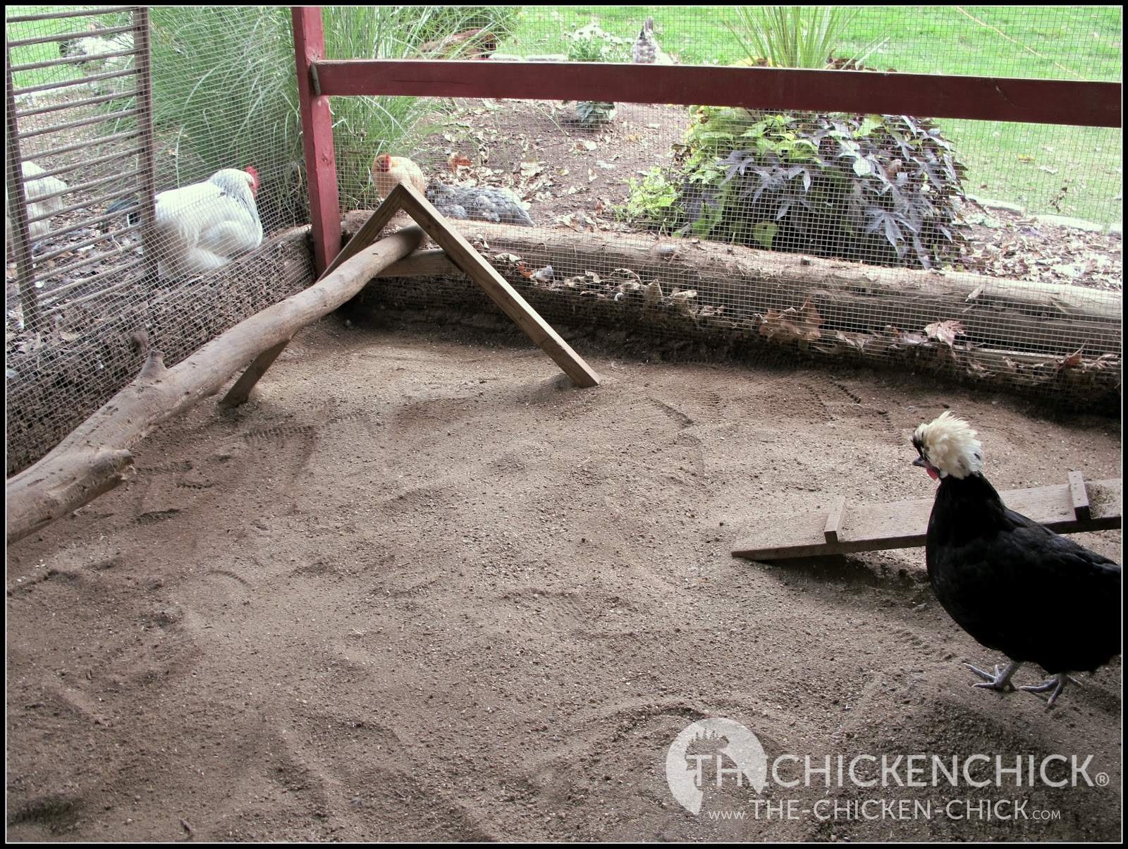 The Chicken Chick® Chicken Coop Litter Sand, the Litter Superstar