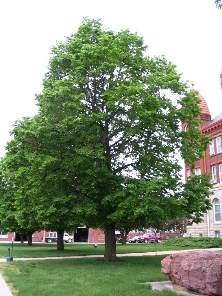 Trees of Red Oak, Iowa Basswood