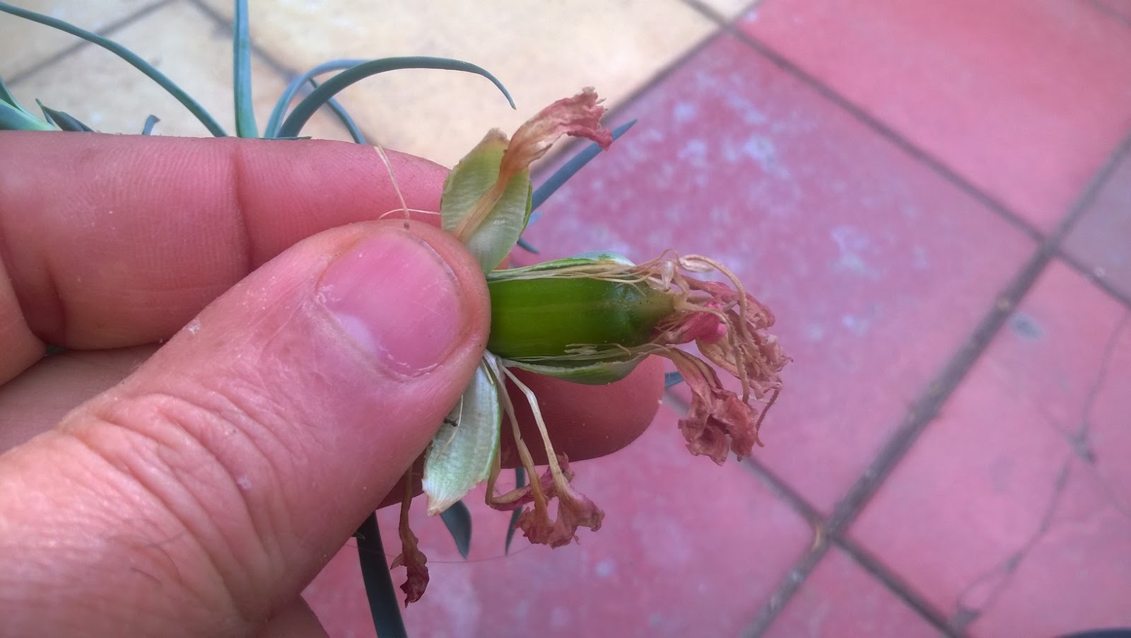 How To Grow Carnation Plant