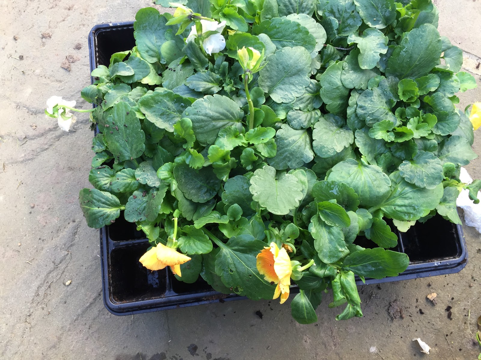 Garden Ready Winter Bedding Plants