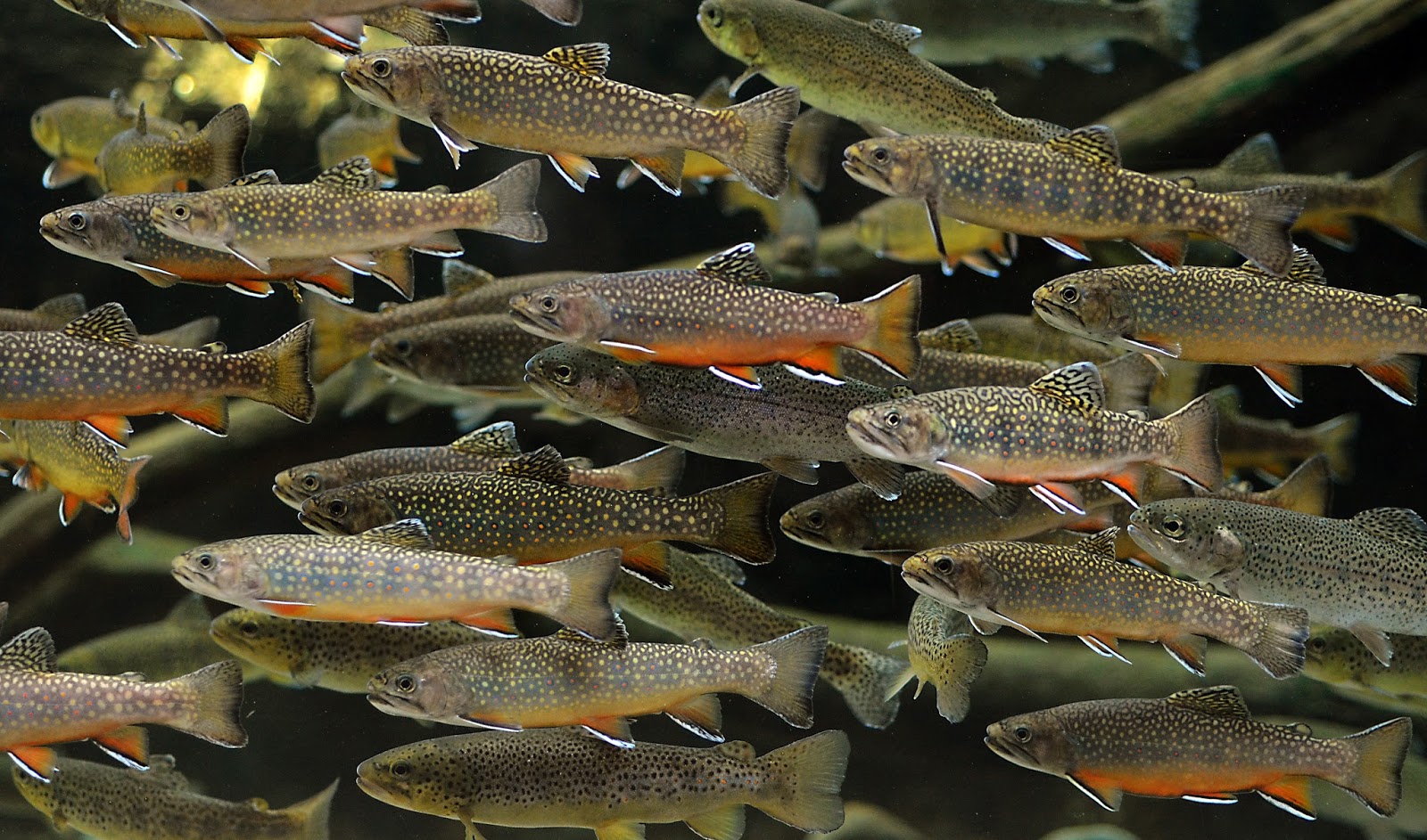 Virginia Fishes Virginia trout Brook, brown, rainbow from the