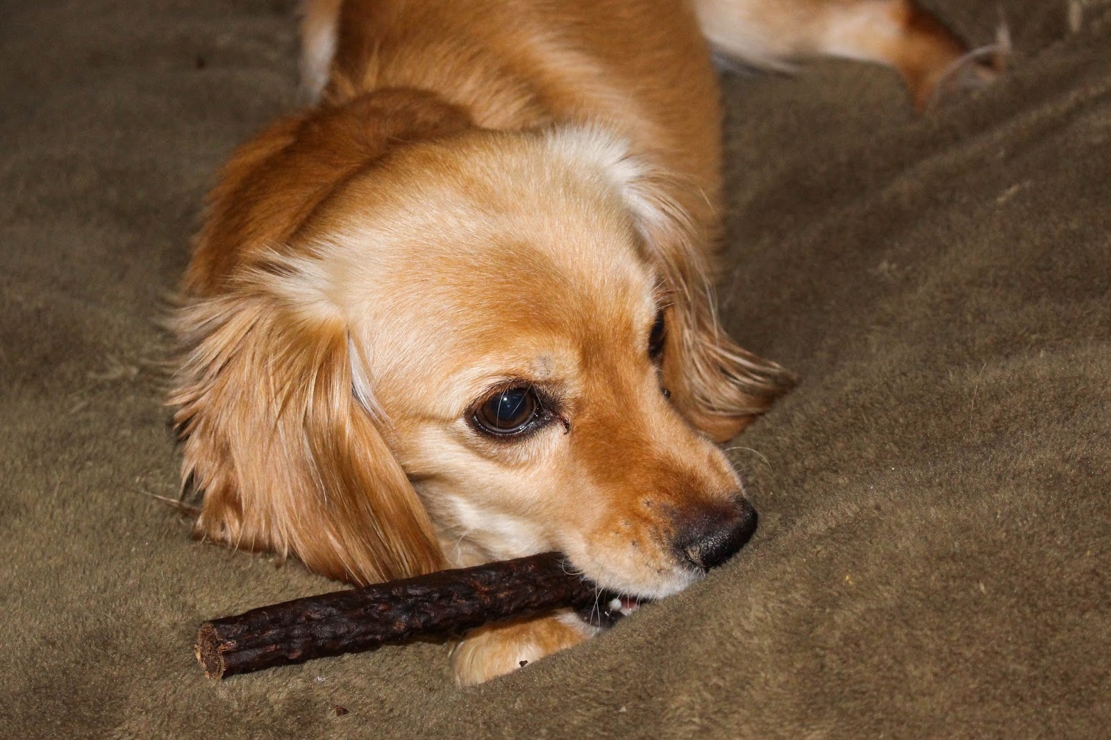 Dog Shows Aggression On Walks Dog Shows Aggression On Walks
